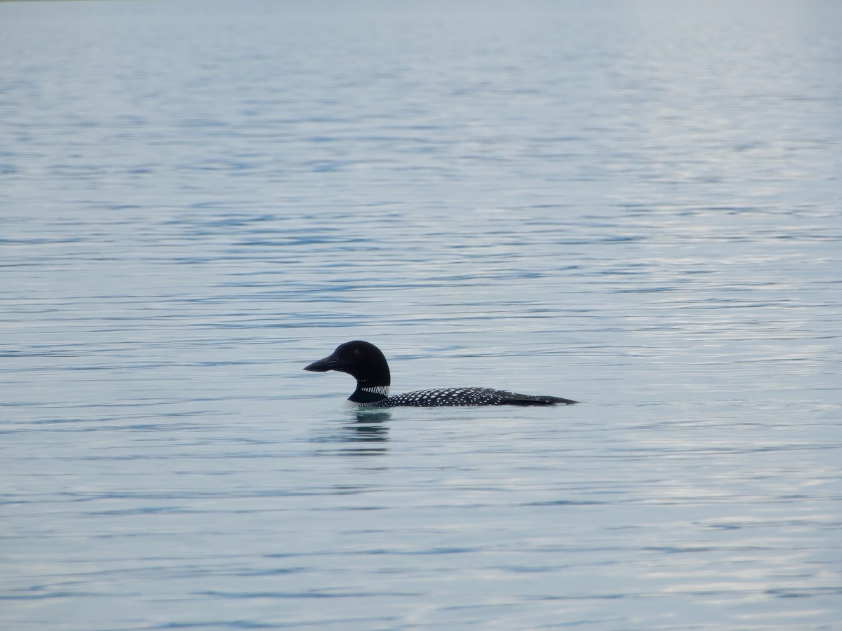 Arctic/Pacific Loon - ML619776973