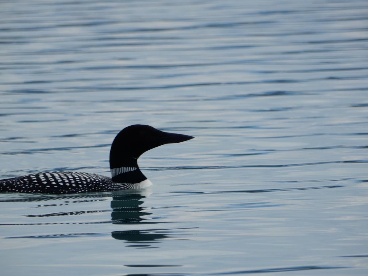 Arctic/Pacific Loon - Daler Kaziev
