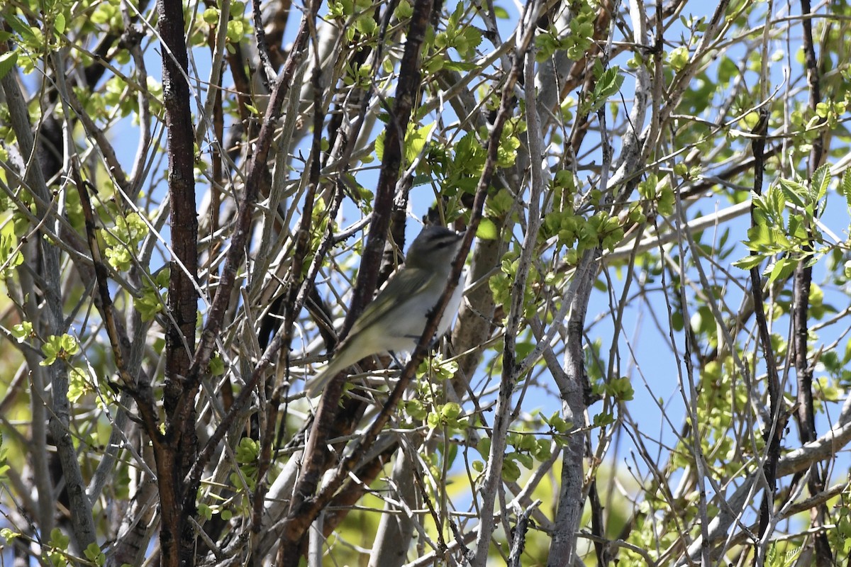 Red-eyed Vireo - Donald Jones