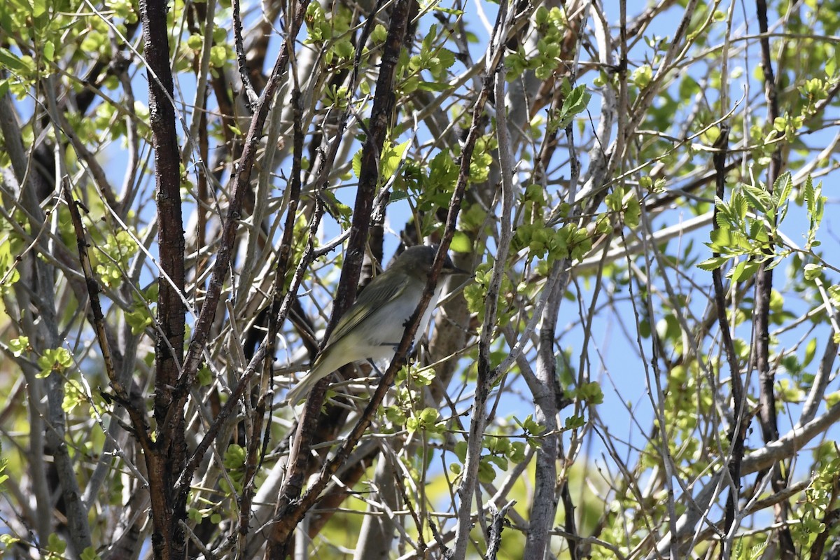 Red-eyed Vireo - ML619776980