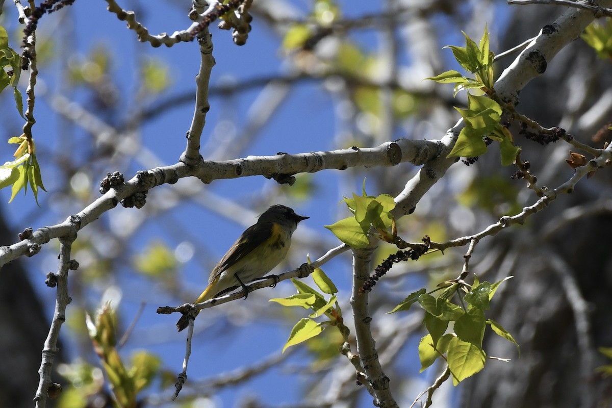 rødstjertparula - ML619776982