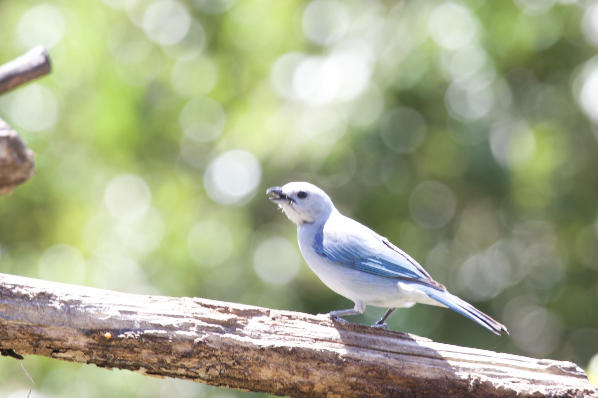 Blue-gray Tanager - ML619776984