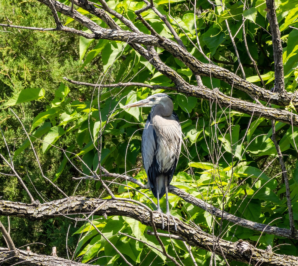 Great Blue Heron - ML619776999