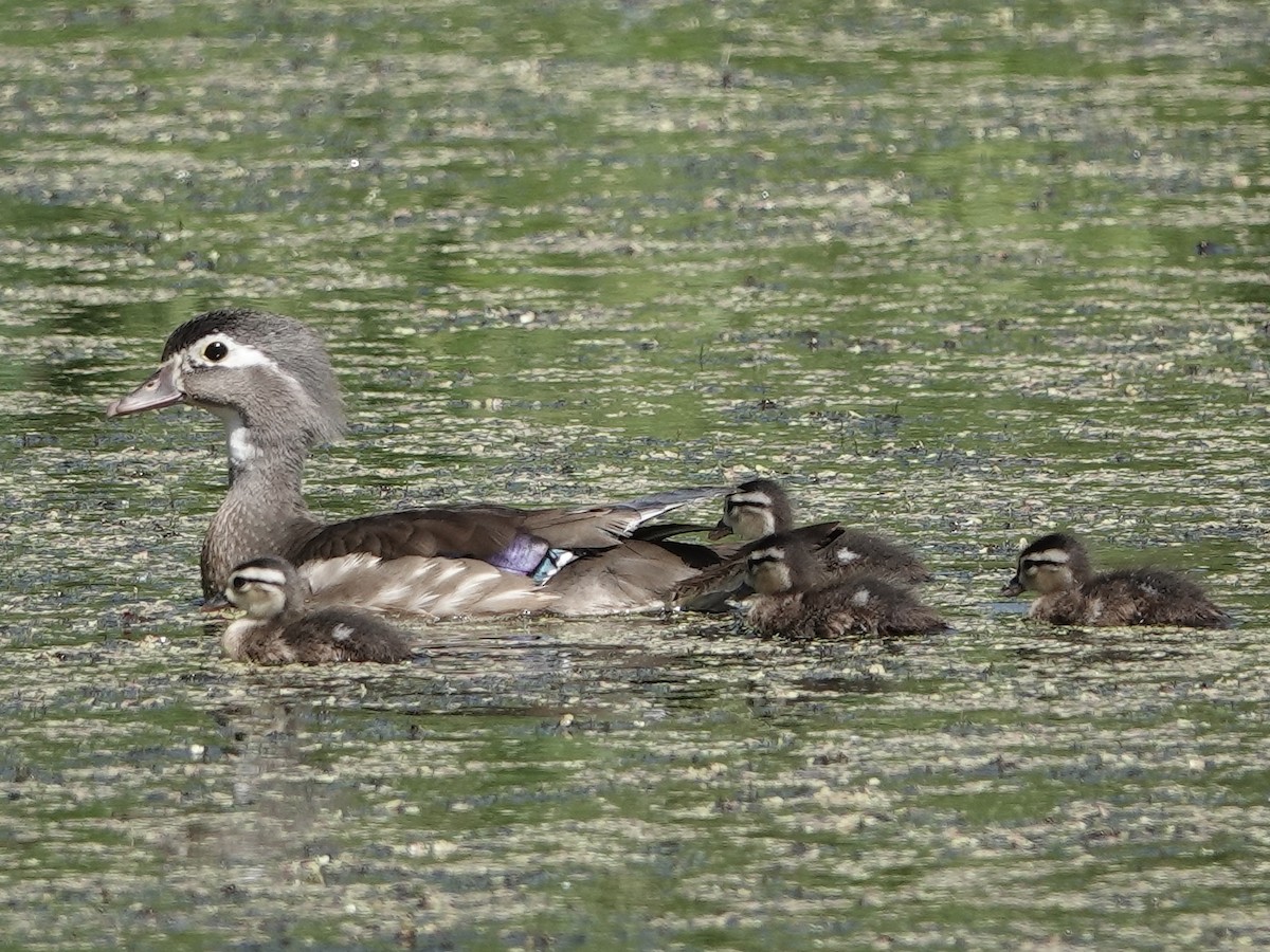 Wood Duck - ML619777012