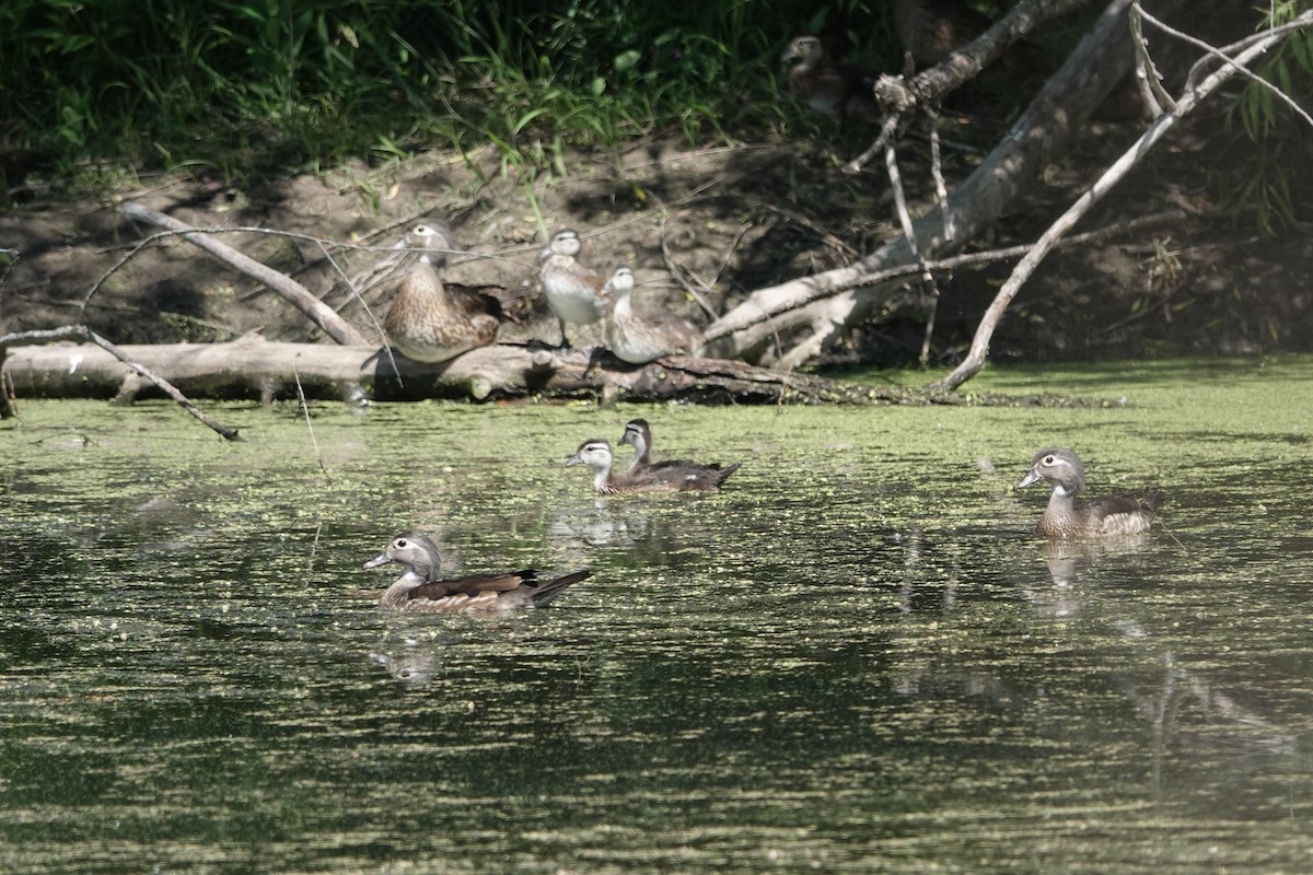 Wood Duck - ML619777015