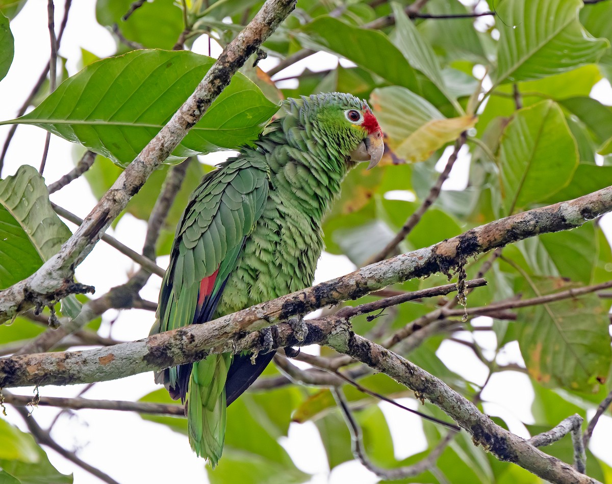 Red-lored Parrot - ML619777022