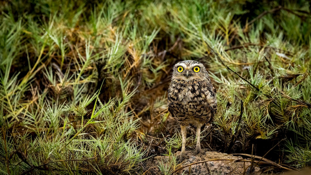 Burrowing Owl - Michael Riffel
