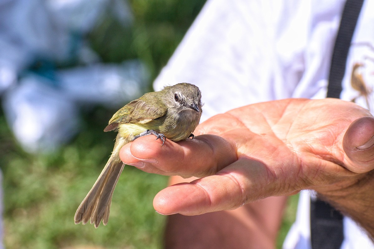 Greenish Elaenia - ML619777027