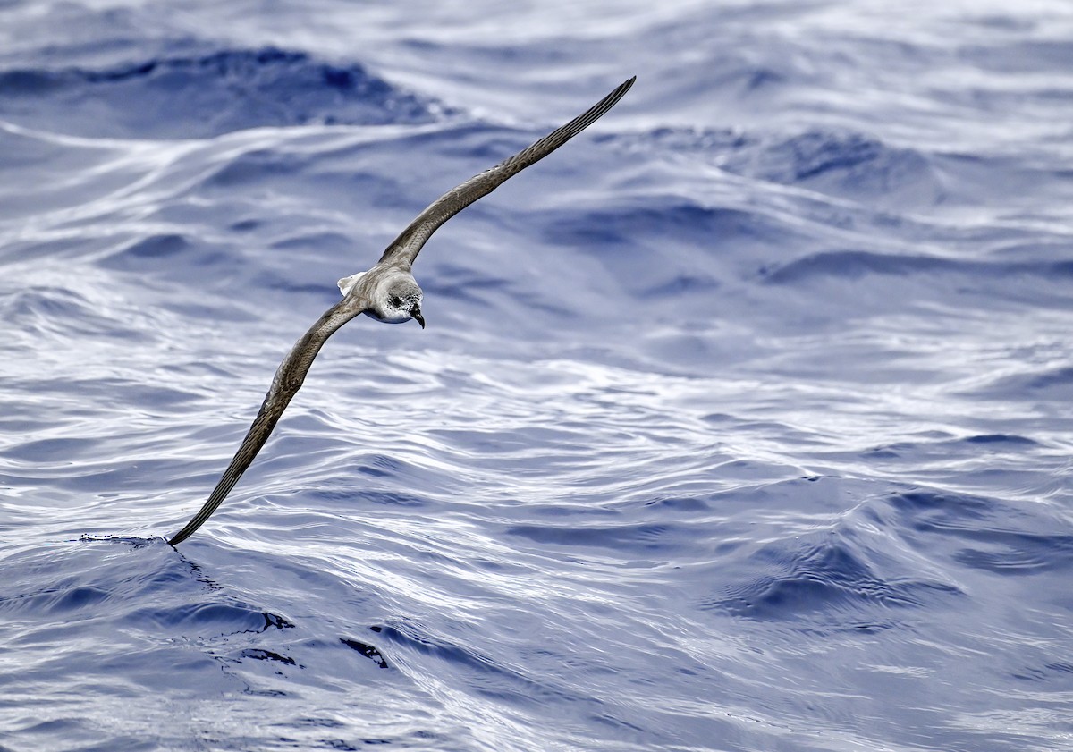 Fea's Petrel - ML619777036