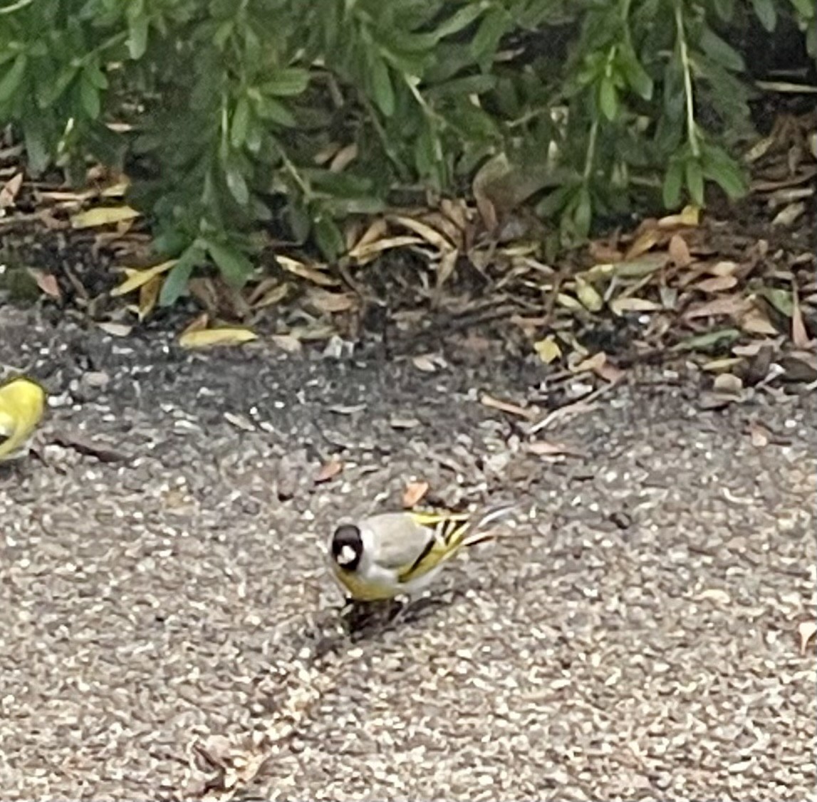 Lawrence's Goldfinch - ML619777043