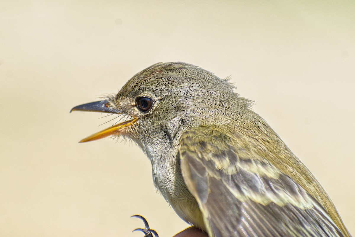 Alder/Willow Flycatcher (Traill's Flycatcher) - ML619777065