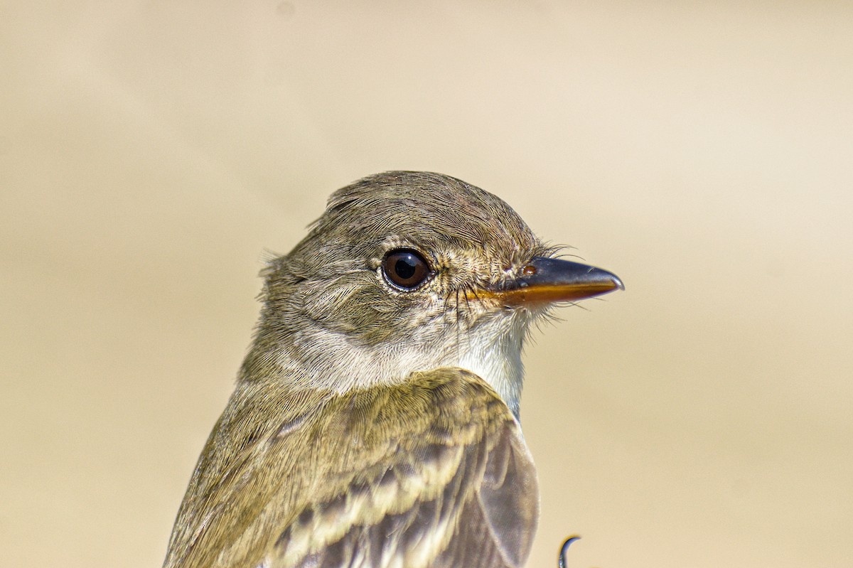 Alder/Willow Flycatcher (Traill's Flycatcher) - ML619777067