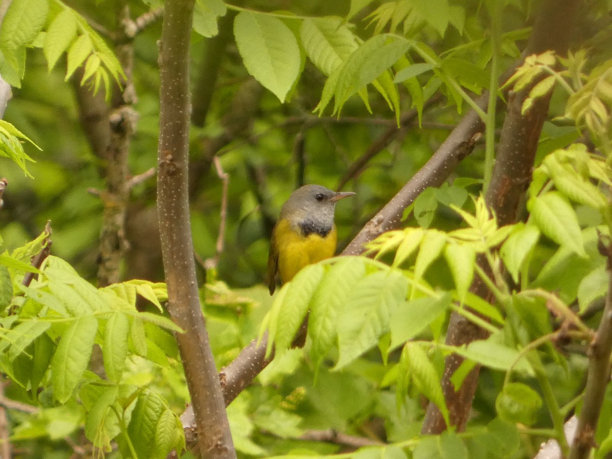 Mourning Warbler - Jeff DeRuyter