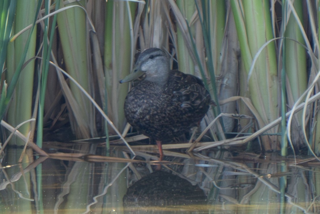 Mexican Duck - ML619777100