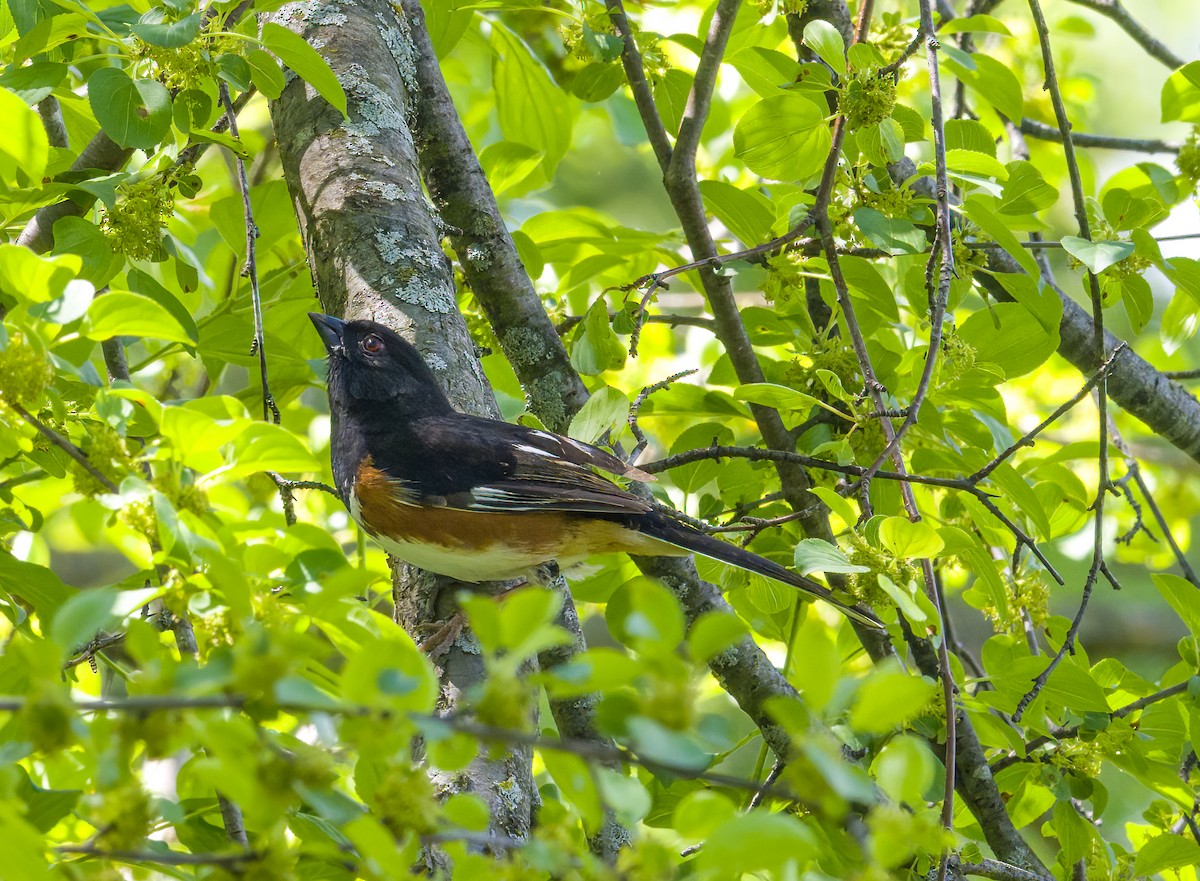 Eastern Towhee - ML619777101