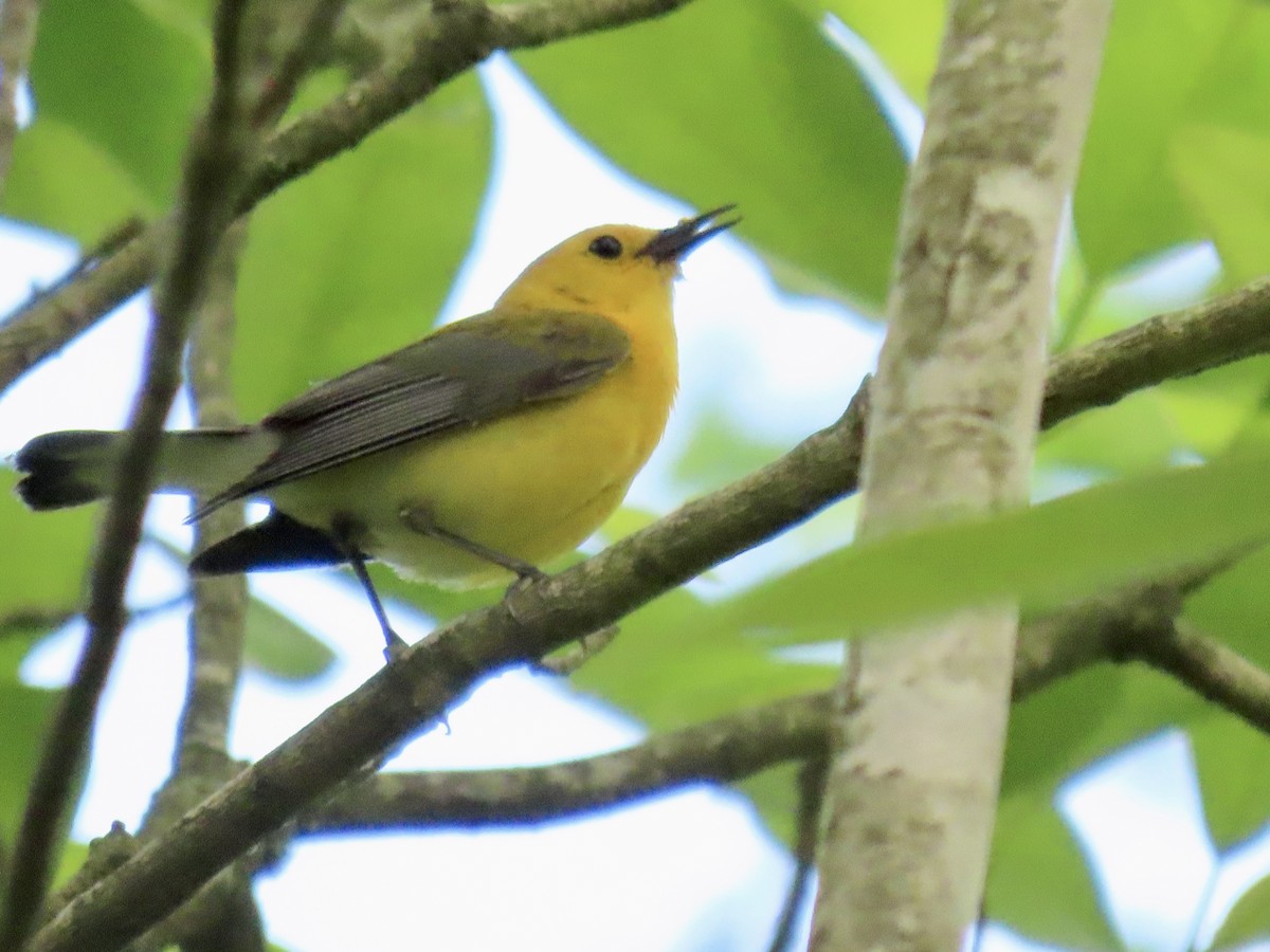 Prothonotary Warbler - ML619777103
