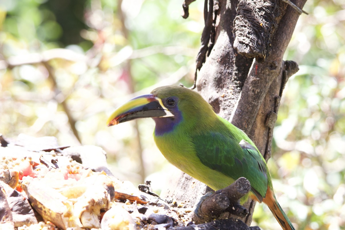 Northern Emerald-Toucanet - ML619777129