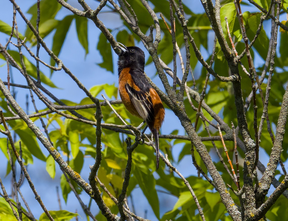 Oriole des vergers - ML619777135