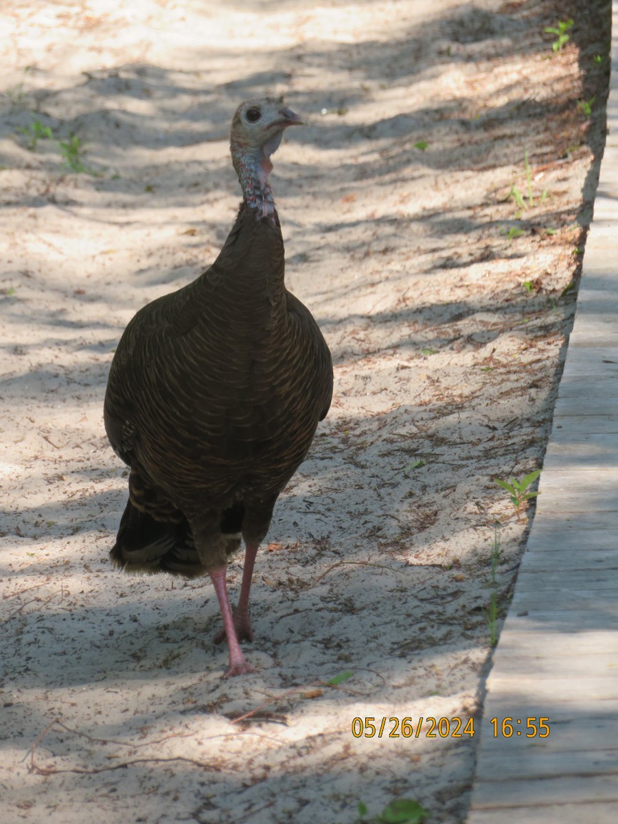 Wild Turkey - ML619777137