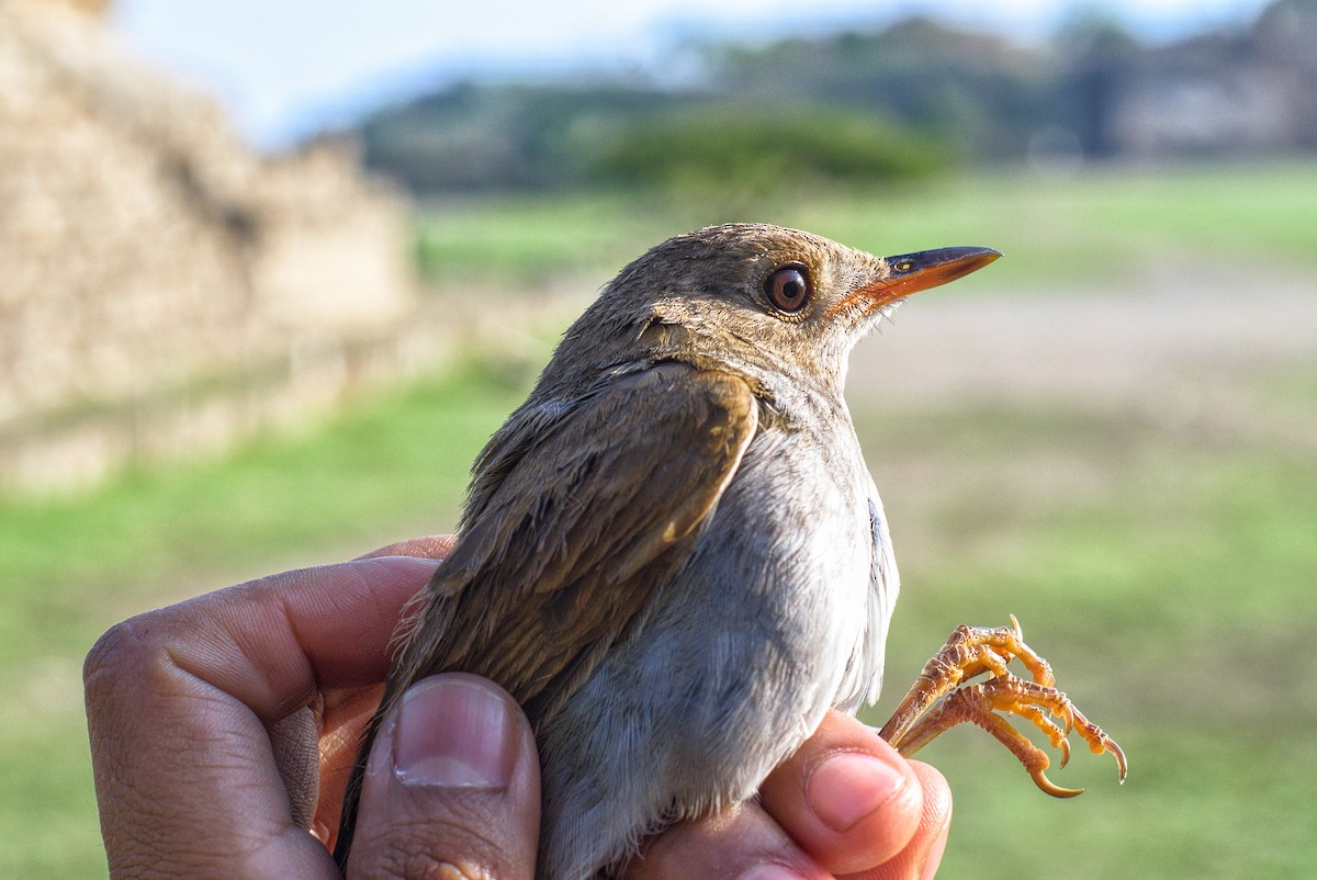 Orange-billed Nightingale-Thrush - ML619777148