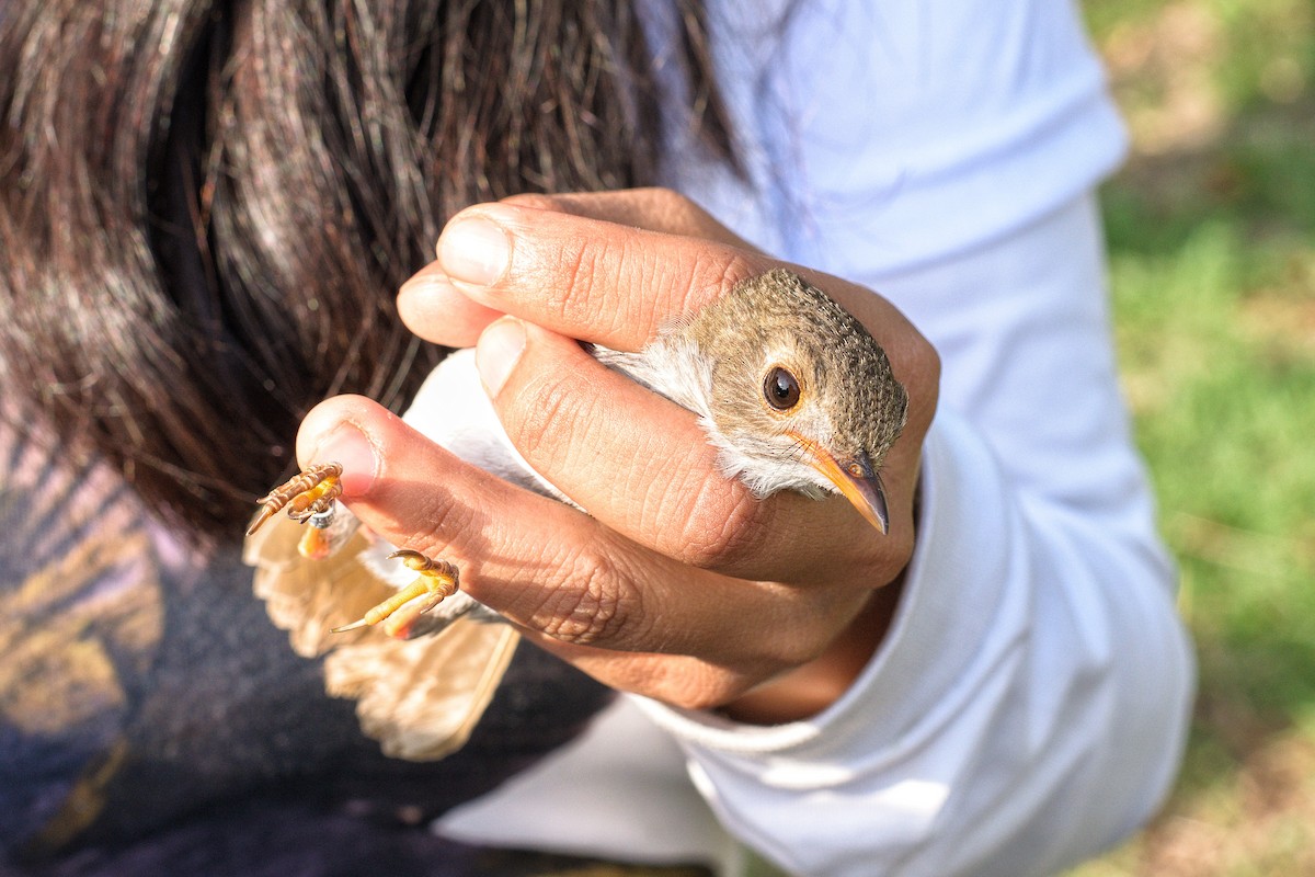 Orange-billed Nightingale-Thrush - ML619777149