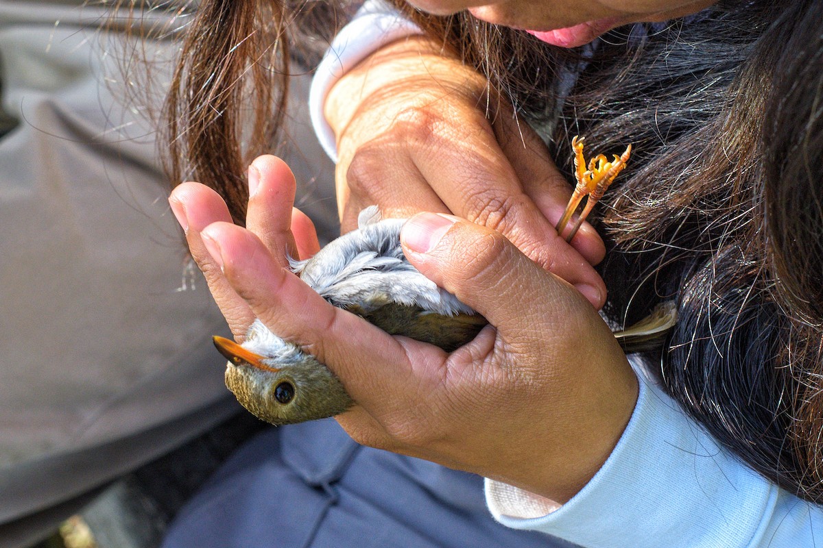 Orange-billed Nightingale-Thrush - ML619777150