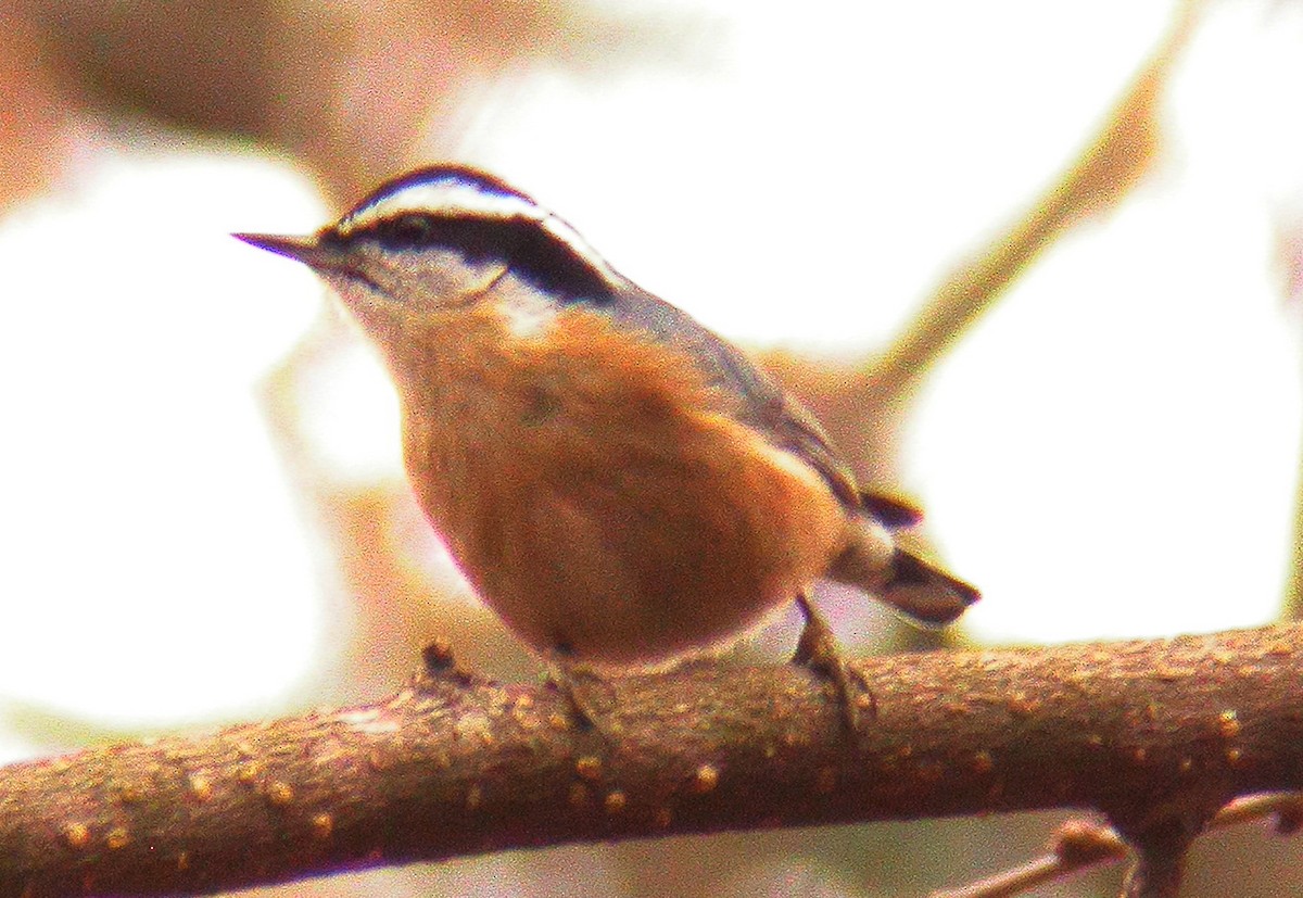 Red-breasted Nuthatch - ML619777158