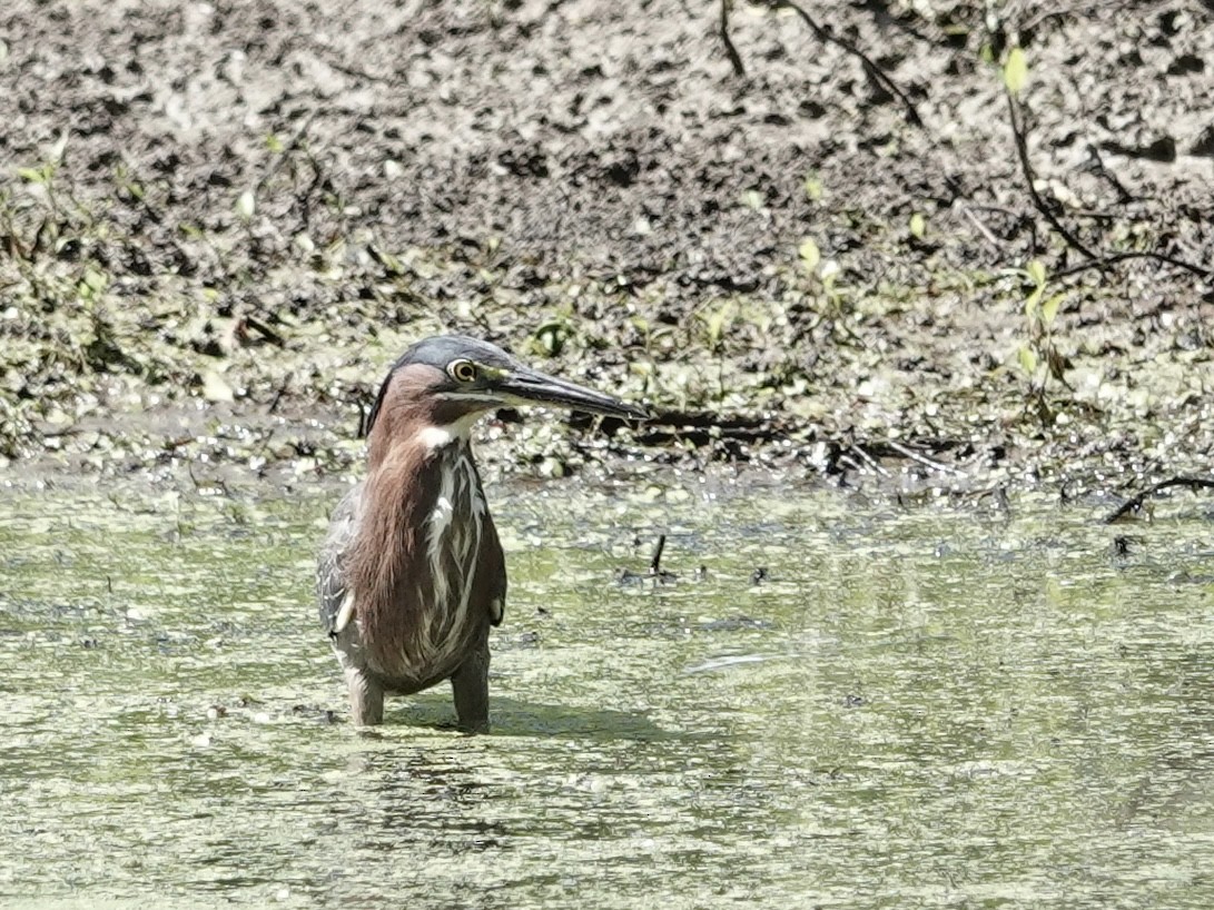 Green Heron - ML619777164