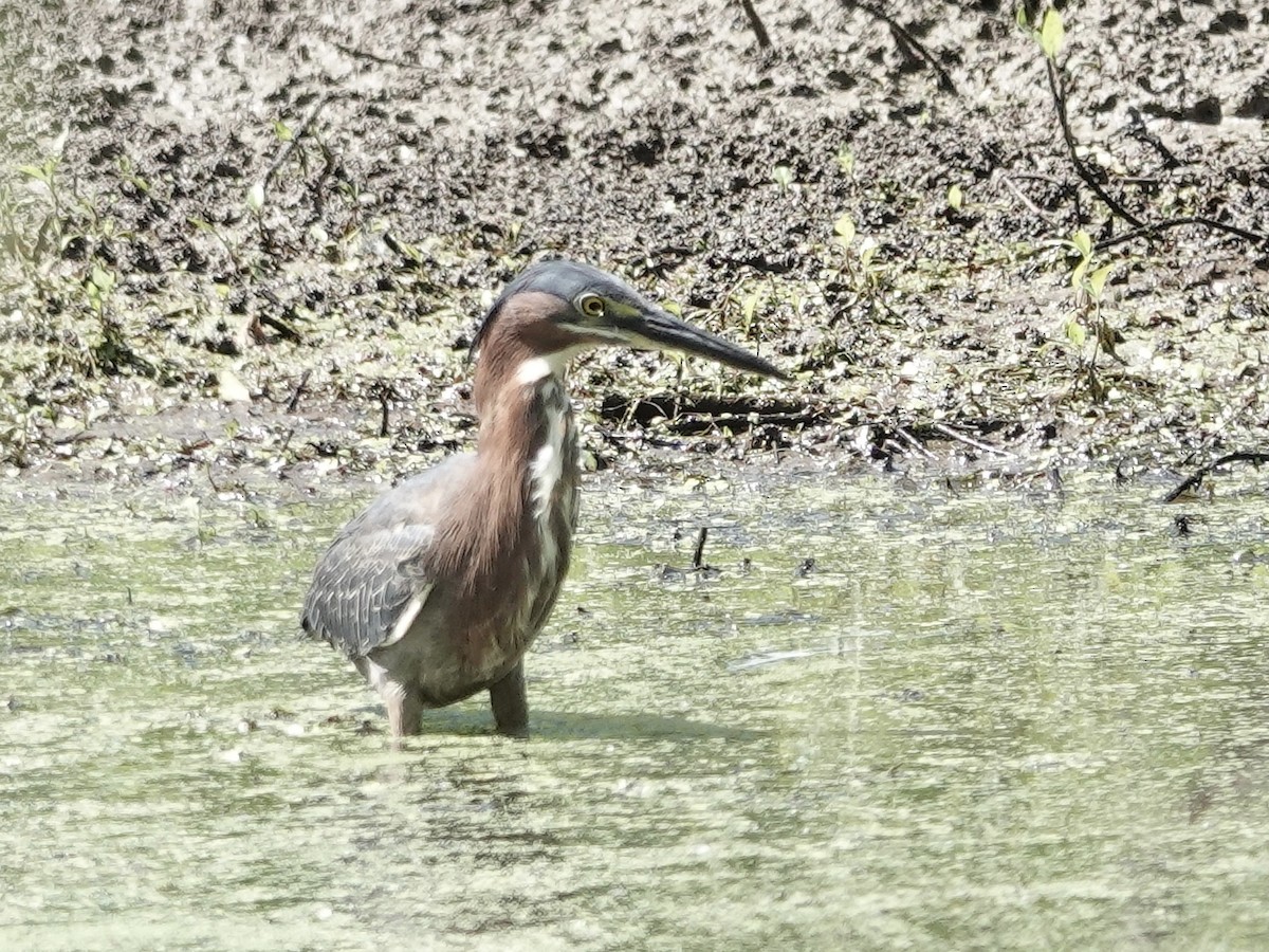 Green Heron - ML619777168