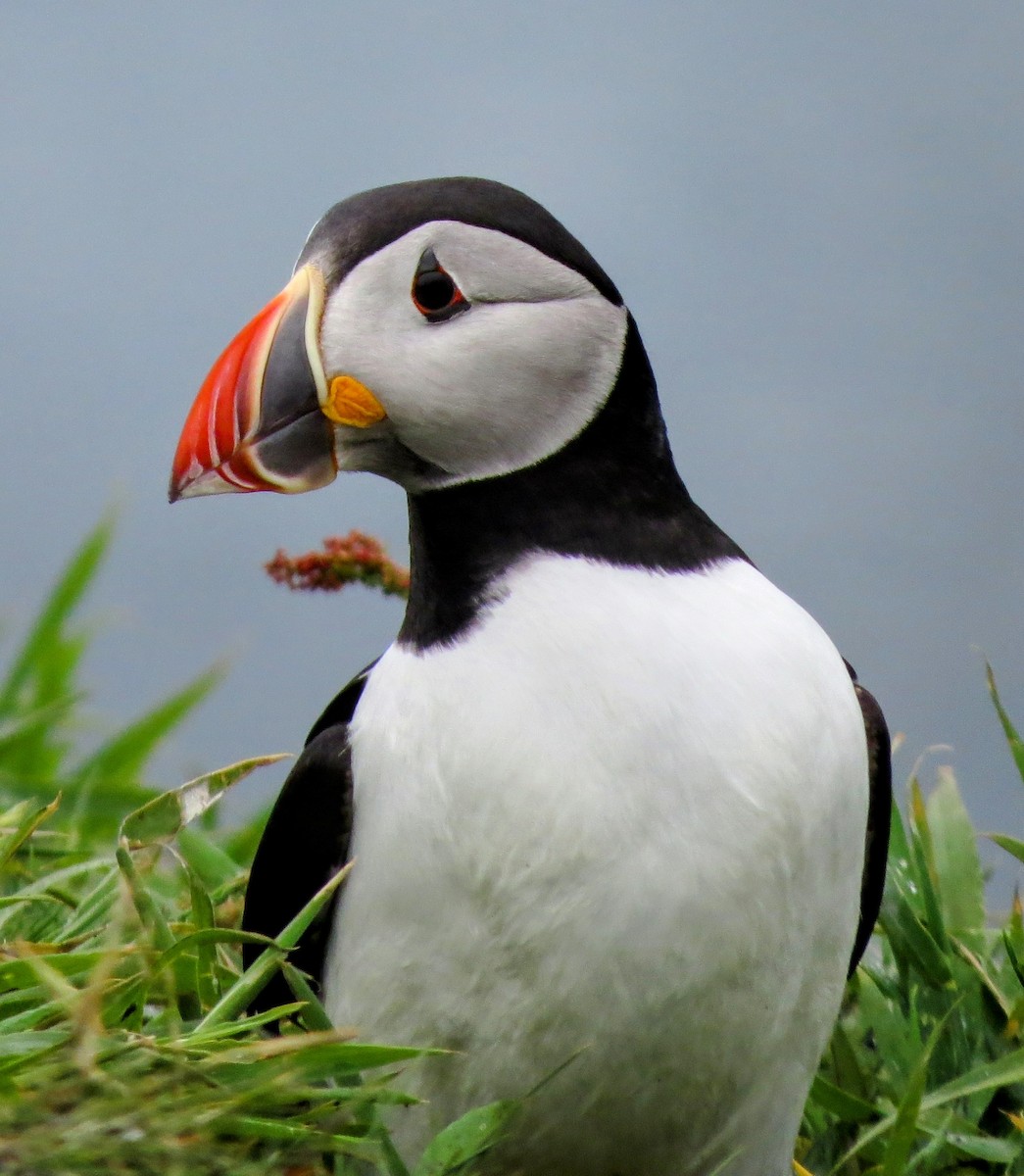 Atlantic Puffin - ML619777175