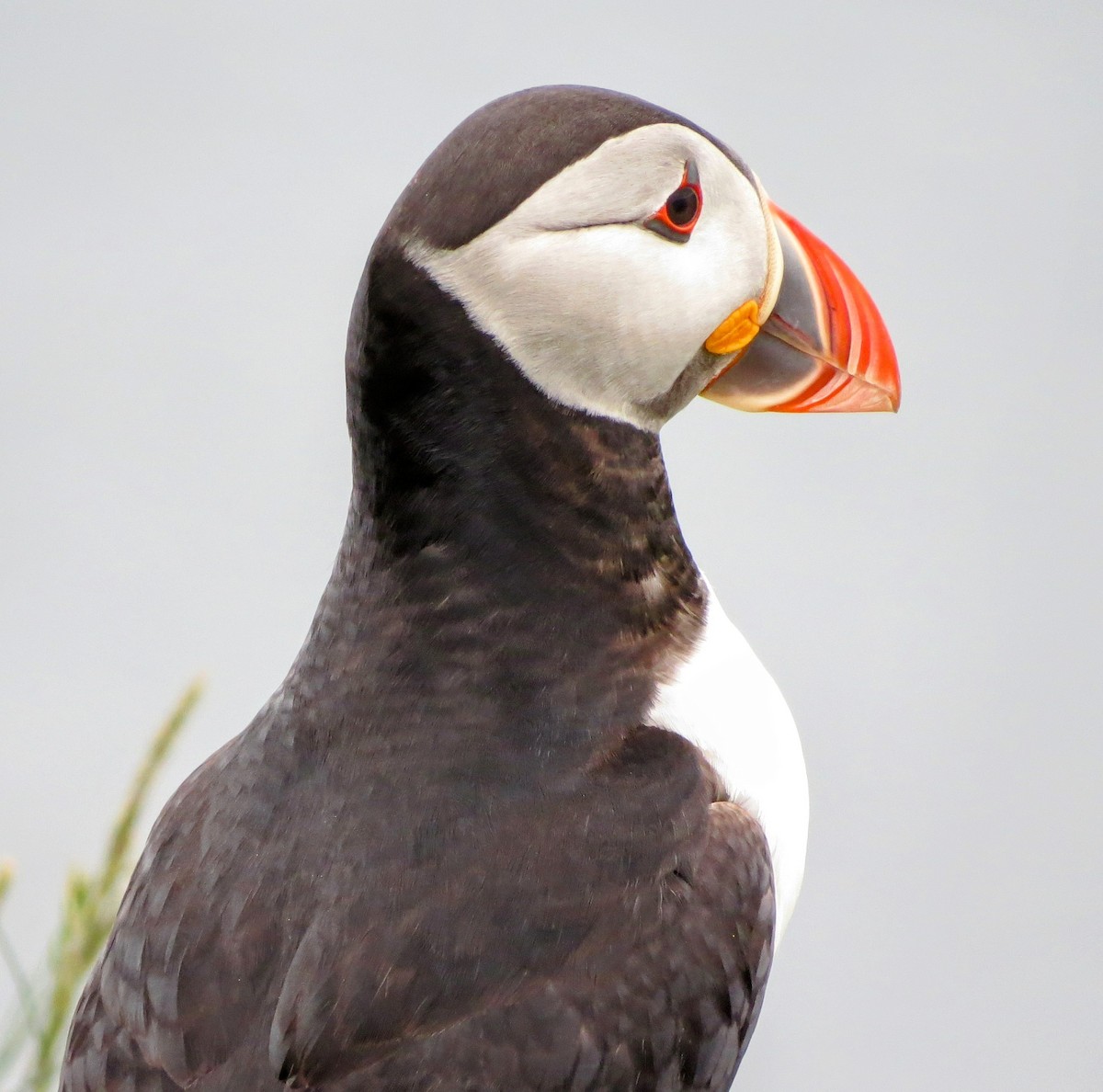 Atlantic Puffin - ML619777177