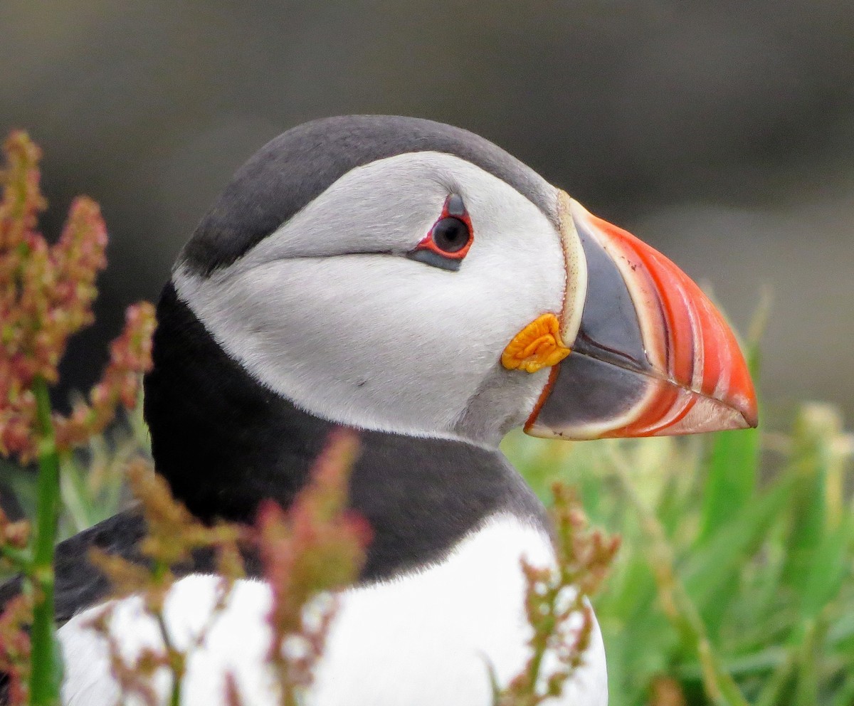 Atlantic Puffin - ML619777182