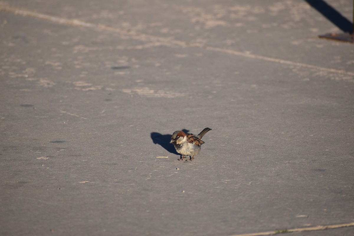 House Sparrow - ML619777190