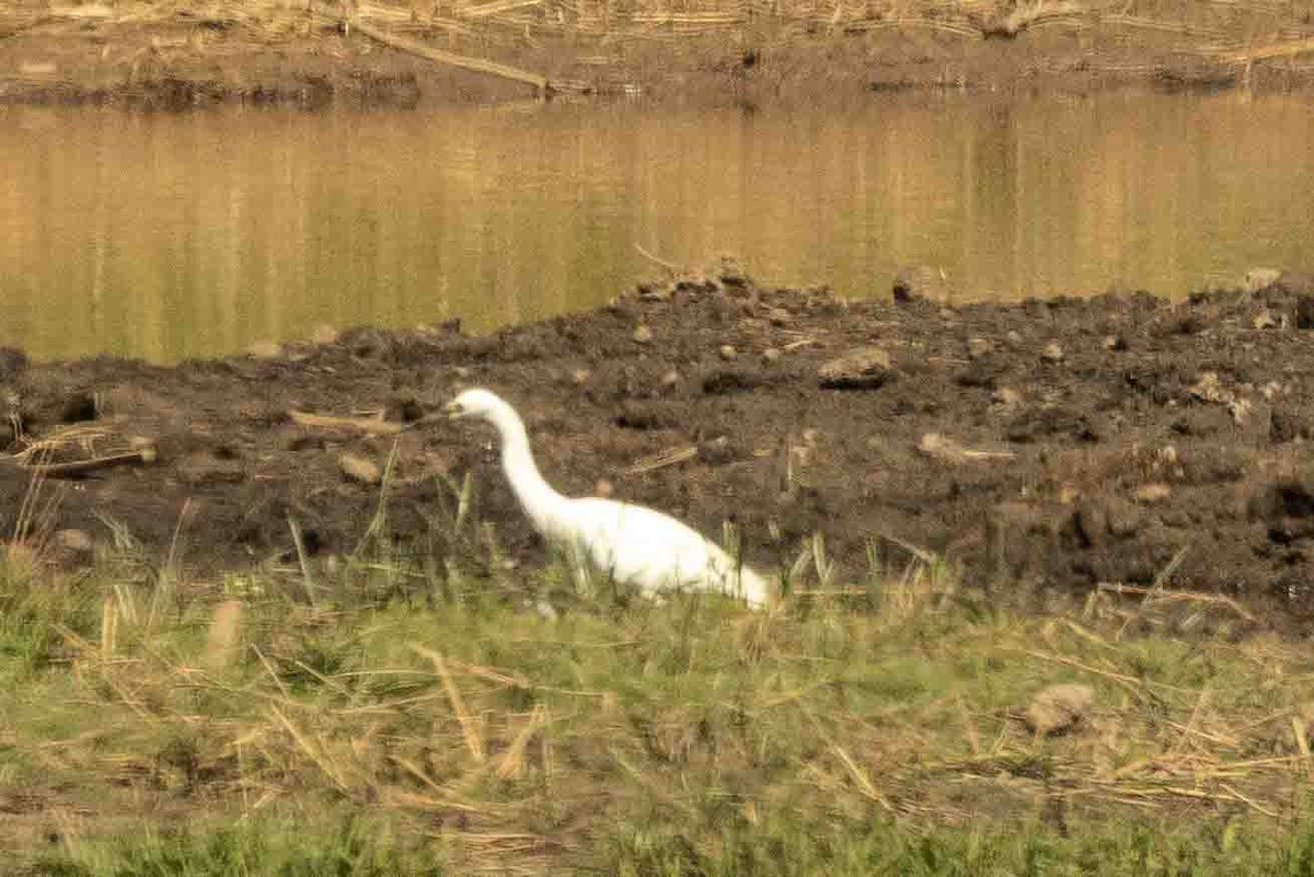 Aigrette garzette - ML619777204