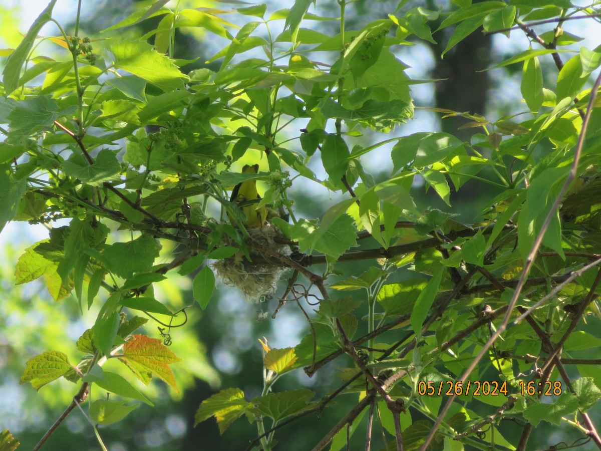 Yellow Warbler - ML619777211