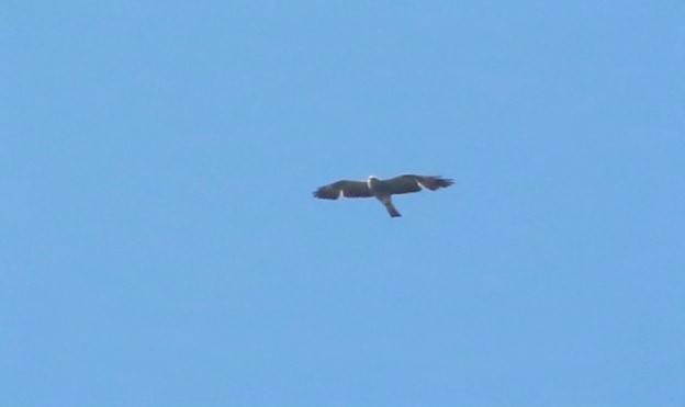 Mississippi Kite - ML619777257
