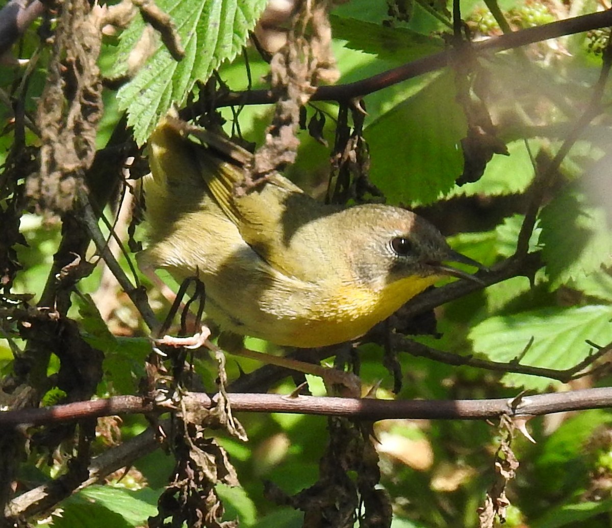 Weidengelbkehlchen - ML619777282