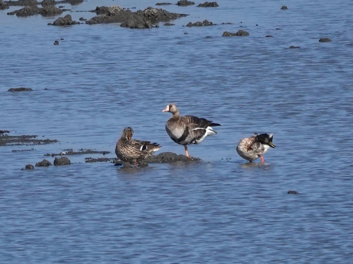 Greater White-fronted Goose - ML619777292