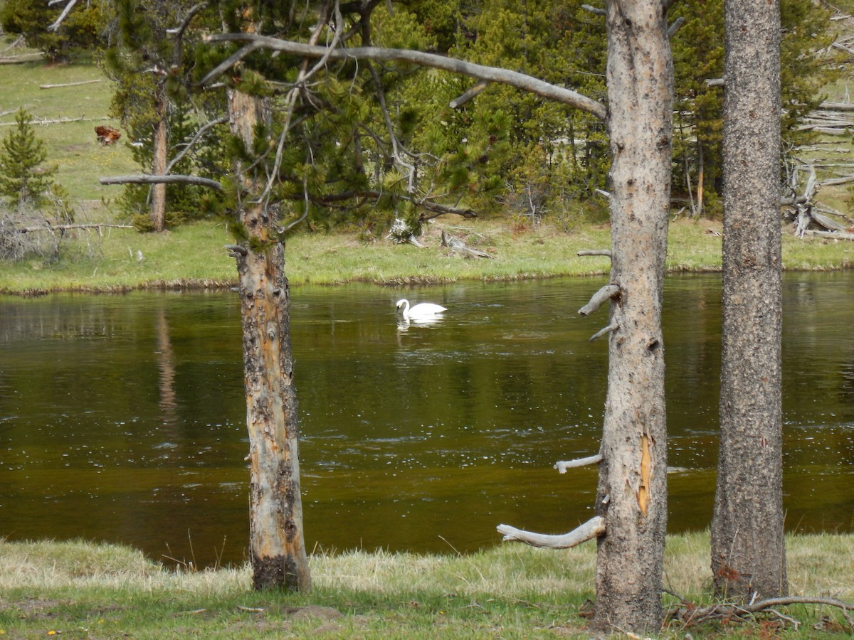 ナキハクチョウ - ML619777300