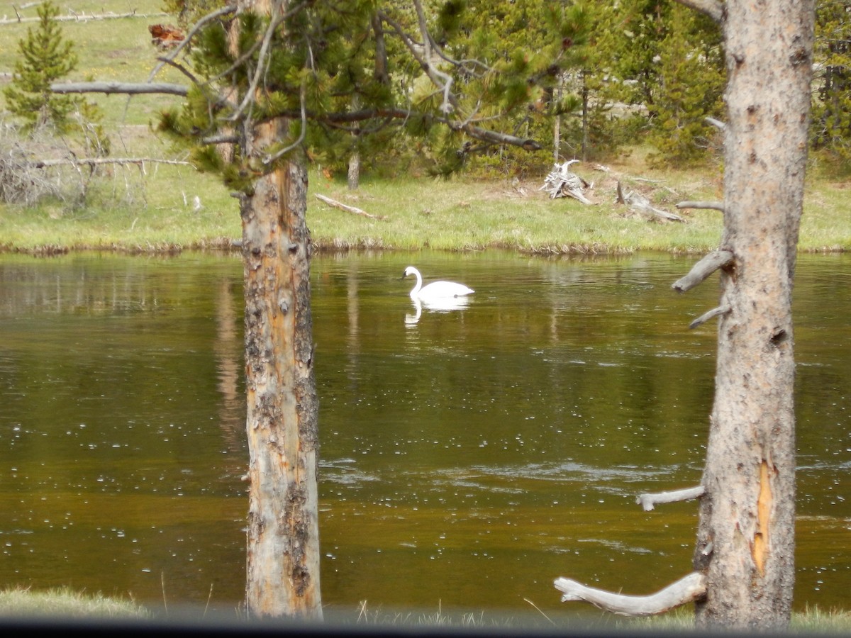 ナキハクチョウ - ML619777301