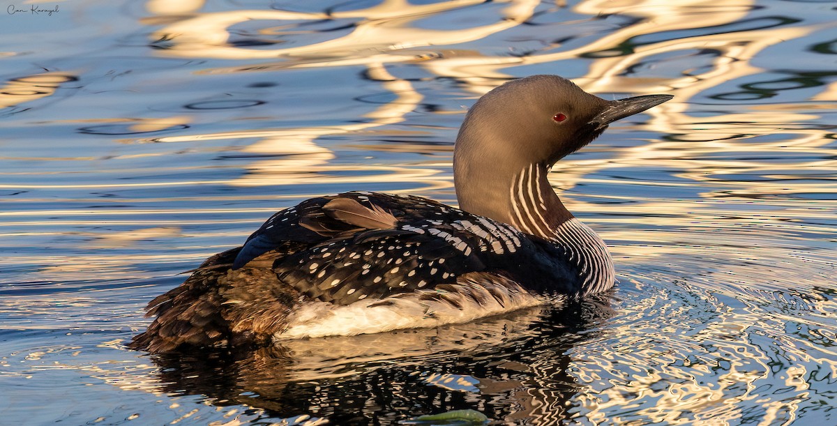 Arctic Loon - ML619777331