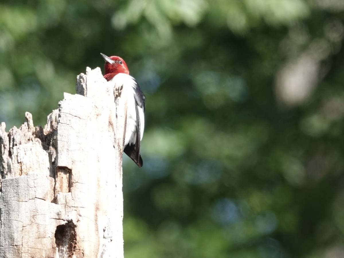 Red-headed Woodpecker - ML619777347