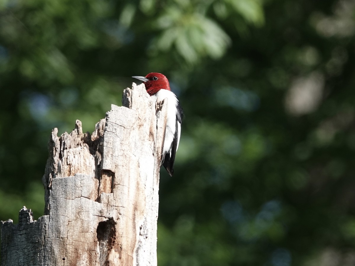 Red-headed Woodpecker - ML619777348