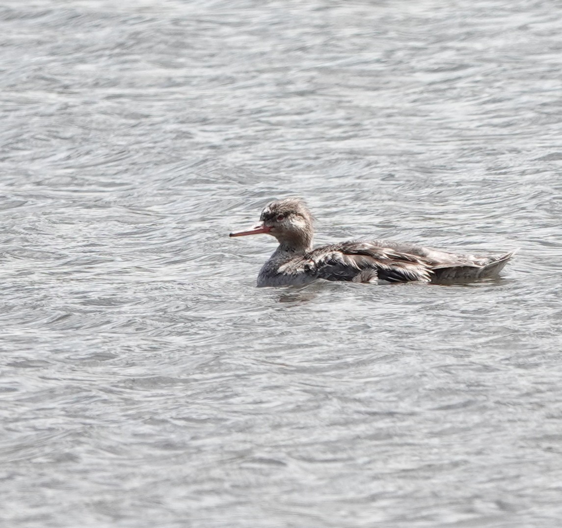 Red-breasted Merganser - ML619777363