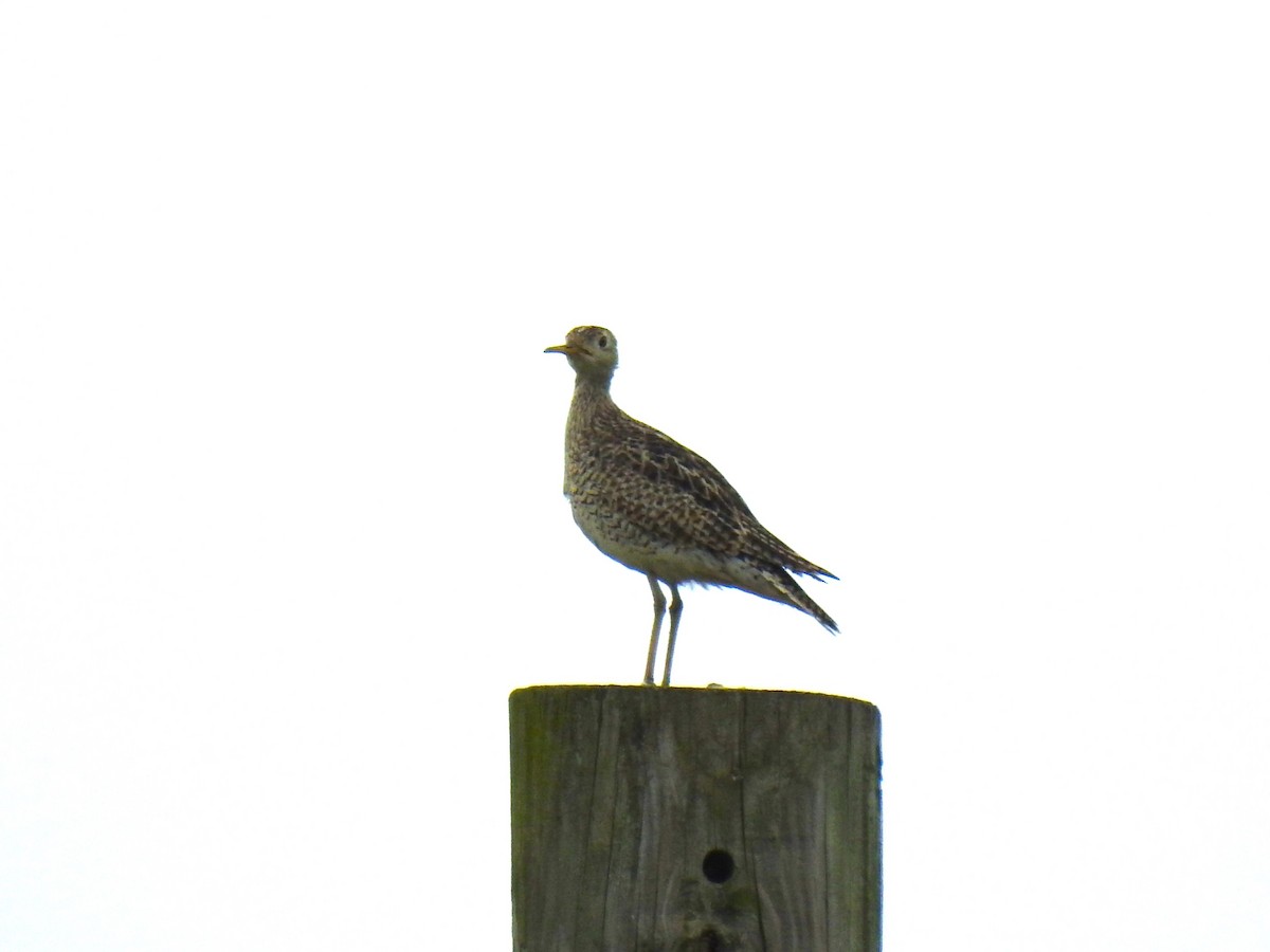 Upland Sandpiper - ML619777412