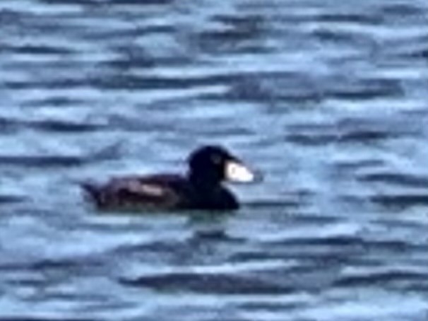 Surf Scoter - ML619777414