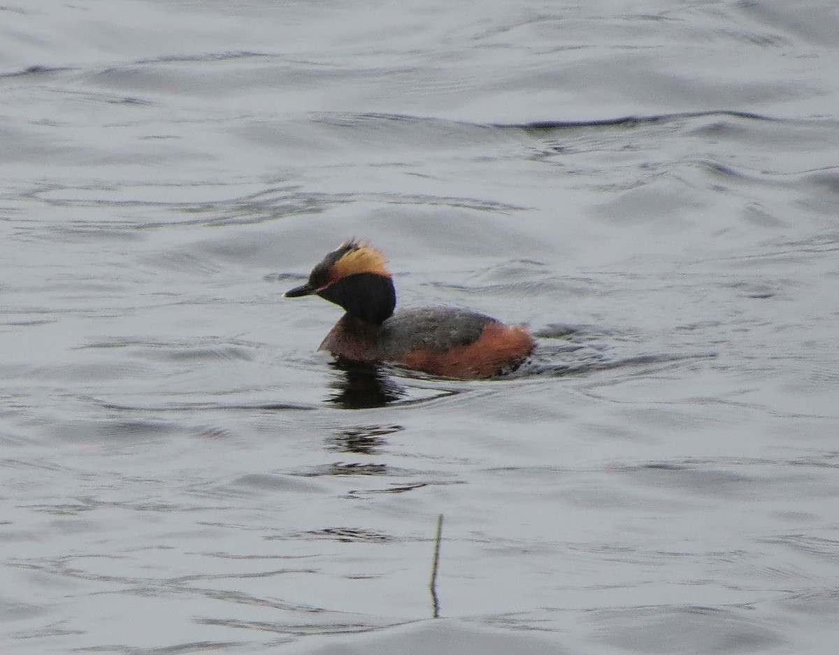 Horned Grebe - ML619777426