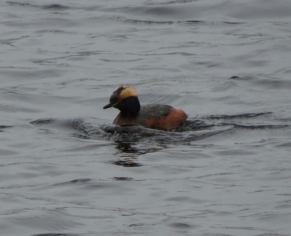 Horned Grebe - ML619777427