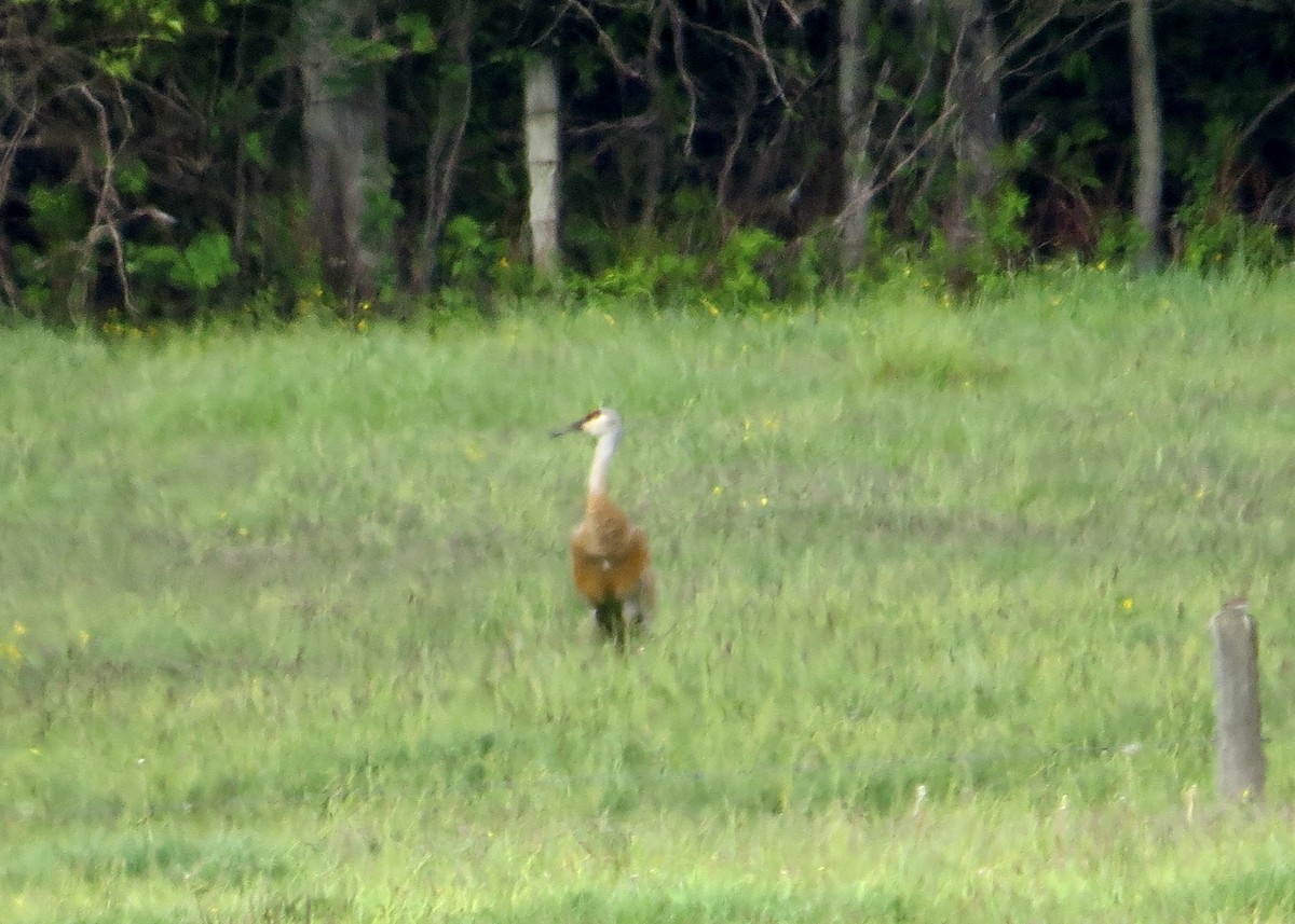 Sandhill Crane - ML619777490