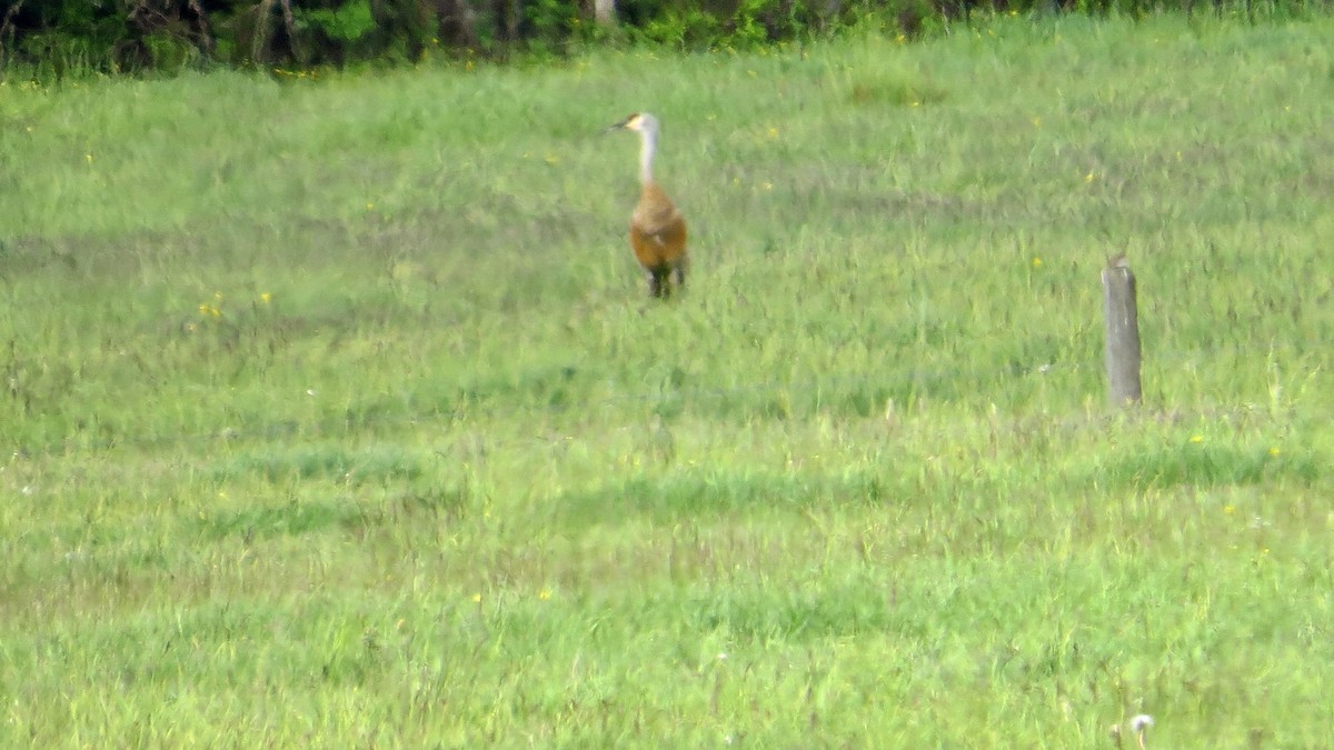 Sandhill Crane - ML619777491